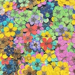 【50枚】コデマリの押し花