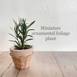 ミニチュア 観葉植物(ドライフラワー)