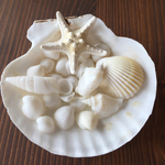 ホワイトシェルセット