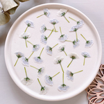 【押し花素材】ネモフィラ　茎付き　ホワイト