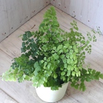 涼しげ♡アジアンタム♡フレグランス♡観葉植物♡3.5寸鉢♡