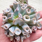 【多肉植物】トランペット