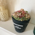 1点限定販売☆ インテリア　多肉植物　寄せ植え　ネイビーセメント鉢