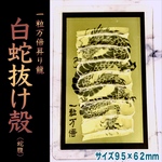 一粒万倍昇り龍＊白蛇抜け殻＊ゴールドタイプ