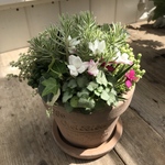 ･:*セダムの寄せ植え･:*