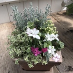 ･:*セダムの寄せ植え･:*
