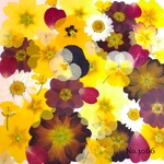 ♡new♡作家様必見♡押し花MIXセット♡押し花セット