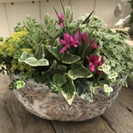 ･:*セダムの寄せ植え･:*