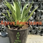 ✳️アガベ　希少なライムカラーバージョン✳️