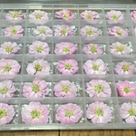 100円お値引き‼️花梅③「macoron春のドライフラワー祭り」始まりました‼️