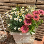 ナチュラルな寄せ植え♡母の日