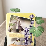 カラーが絶妙なオダマキ♡  チョコレートオダマキ♪