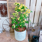 現品！モッコウバラ♡【毎年楽しめる可愛い小輪ミニ薔薇ガーデニング】素敵な寄せ植え♡ホワイト系ブリキ鉢