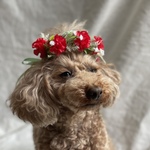 母の日💌カーネーション花かんむり&カチューシャ&チョーカーペットアクセサリー