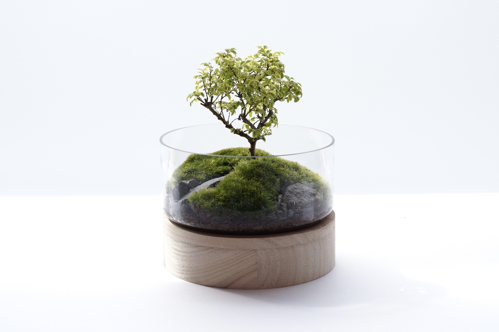 Bonsai｜ガジュマルのオープンテラリウム - YOAKE GREEN SHOP | minne