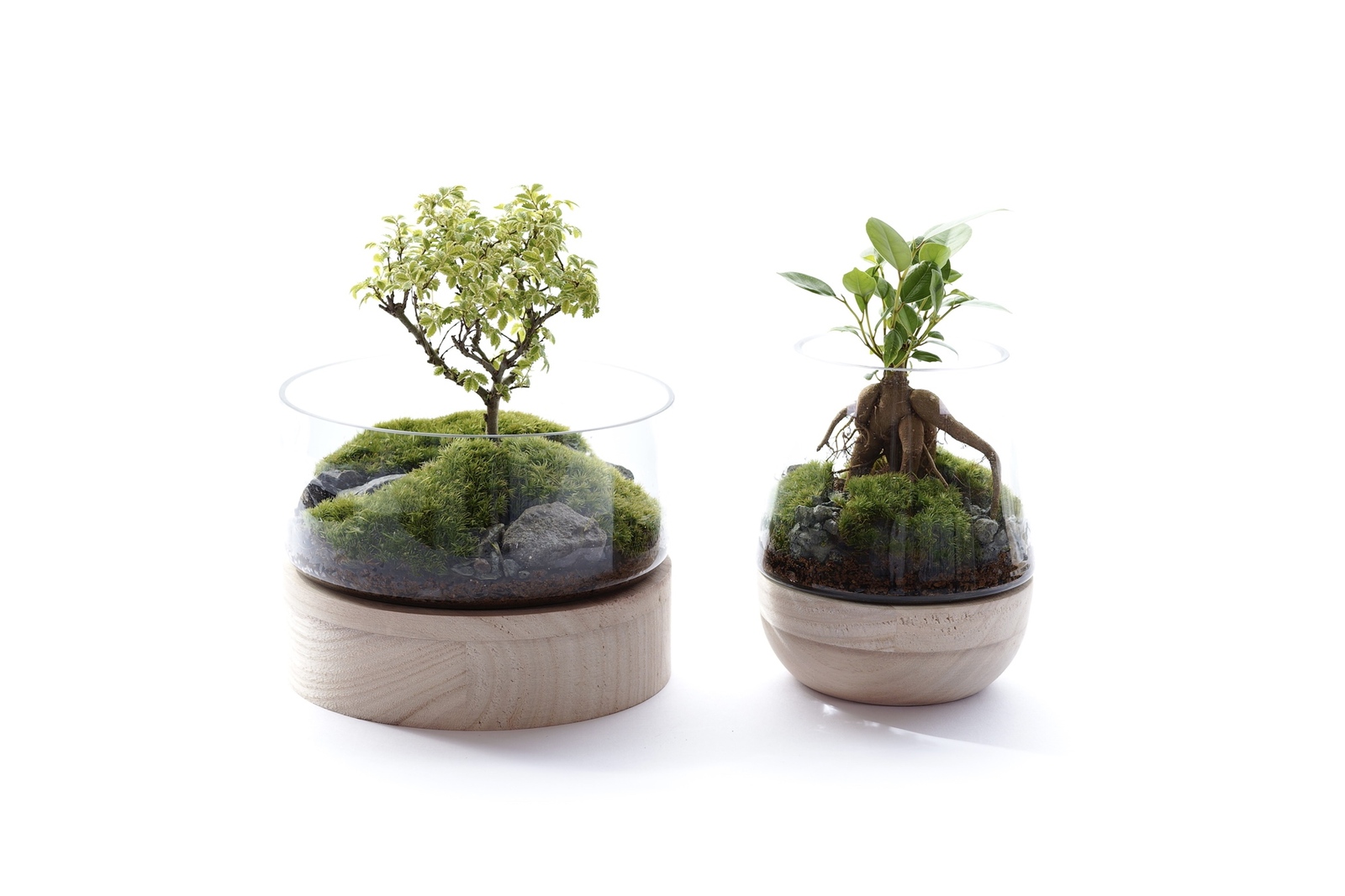 Bonsai ニレケヤキのテラリウム Yoake Green Shop Minne 国内最大級のハンドメイド 手作り通販サイト