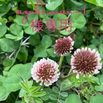 オーダー専用ページとなります。