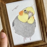 オカメちゃん原画　くびを傾げるかわインコ（ノーマルオカメインコ）