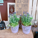 極大輪♪レア【フレンチラベンダー♡マグナムスターパープル寄せ植え】おしゃれガーデニング♡薄紫ピンク系ブリキ鉢！アイアンピック付
