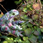 春を待つカエル