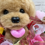 chachamalo様専用⭐︎送料込み⭐︎トイプードル  母の日　プレゼント　羊毛フェルト⭐︎