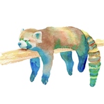 レッサーパンダ ポストカード おやすみ 手描き動物イラスト ポスター インテリア 透明水彩 絵画 