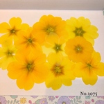 ♡new♡  ♡可愛いジュリアン押し花セット♡ ♡使いやすい少量の押し花セット♡