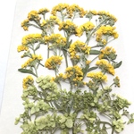 黄色のアリッサムとアナベルの押し花