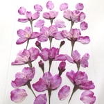 サクラの押し花⑦