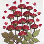 ミニバラの押し花②