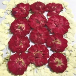 ミニバラの押し花①