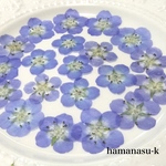 ［押し花素材51】ネモフィラ　青系　レジン