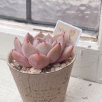 送料込み！多肉植物　エケベリア　ラズアガ　小