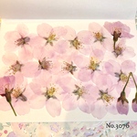 ♡new♡作家様必見♡ 人気のさくらがいっぱい♡ 押し花セット