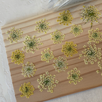 イエロー🌸可憐なレースフラワーの押し花