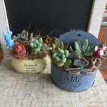 多肉植物寄せ植え　おトク2個セット　A
