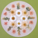押し花セットC＜組み立てのお花＆ノースポール＆レースフラワー他＞