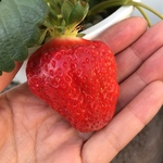 大粒いちご　種　20粒