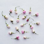ボロニアヘテロフィラ 薄いピンクのドライフラワー