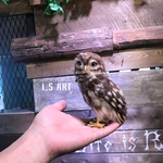 コキンメちゃん♡