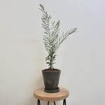 【再入荷!】ミモザ　アカシア スノーウィーリバー 観葉植物　植木鉢　ガーデニング　苗木