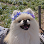 ブルー小花　花冠　25cm（小型犬・猫向け）