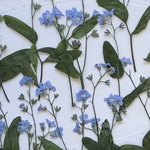押し花＊忘れな草(葉付き横押し)