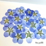 ♡new♡作家様必見♡ 人気のネモフィラがいっぱい♡ 押し花セット