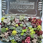 気まぐれ寄せ植え♡＊多肉植物＊レア品種入り♡いっぱい種類セット！