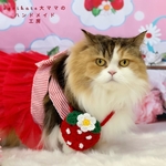 🍓苺のポシェット🍓　レッド