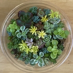 多肉植物 セダムなどカット苗 細かいものだけセット♪