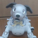 ブラウス風スタイのみ　紺　チェック《aiboの服》