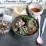 【送料無料】多肉の寄せ植えセット