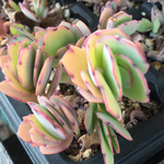 胡蝶の舞 抜き苗 1マス分